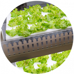 food and nutrition jobs, food industry, food jobs, executive search, bradsby group, headhunting firm, food manufacturers